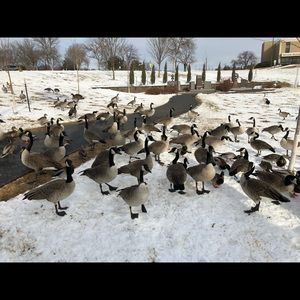 Meet your Posher, Suzin